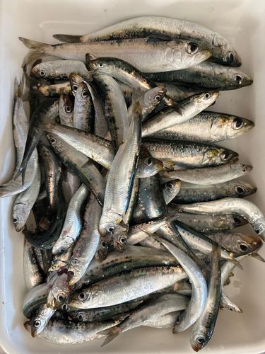 イワシの釣果