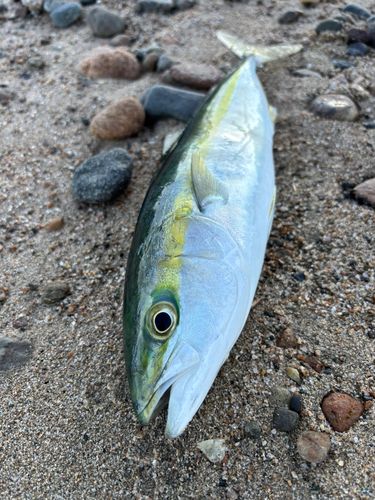 ツバイソの釣果