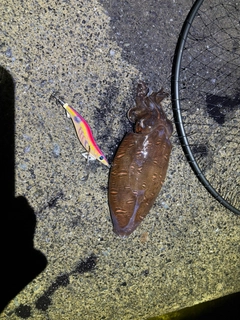 モンゴウイカの釣果