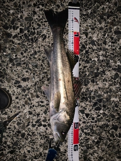 フッコ（マルスズキ）の釣果