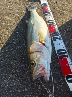 フッコ（マルスズキ）の釣果