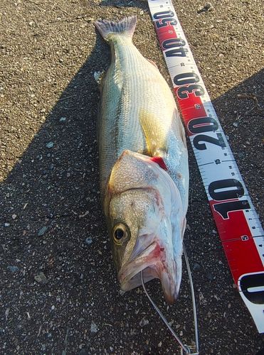 フッコ（マルスズキ）の釣果