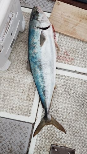 釣果