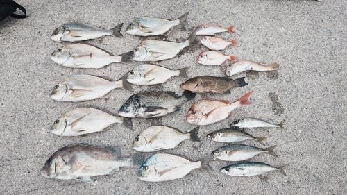 釣果