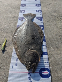 ヒラメの釣果