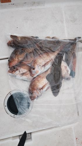 釣果