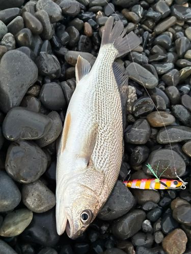 イシモチの釣果