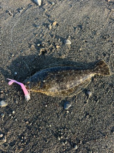 ソゲの釣果