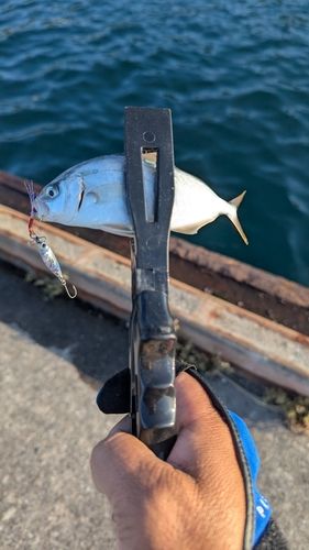 ショゴの釣果