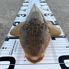 マゴチの釣果
