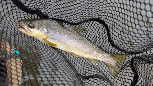 ブラウントラウトの釣果