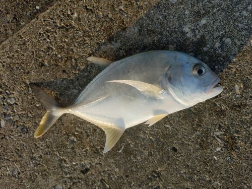 メッキの釣果
