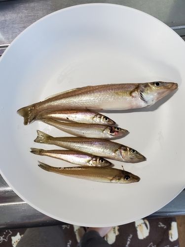 キスの釣果