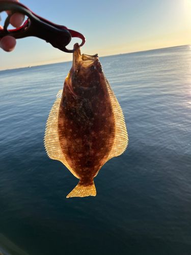 ソゲの釣果