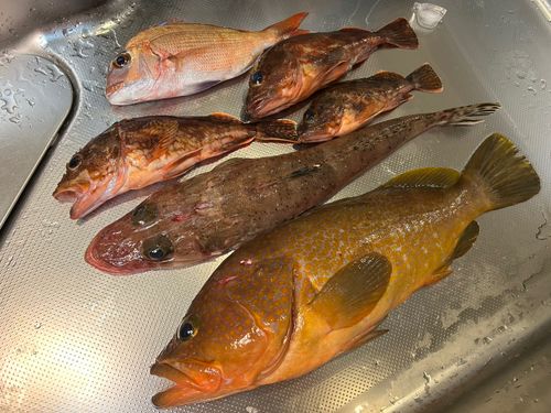 イネゴチの釣果
