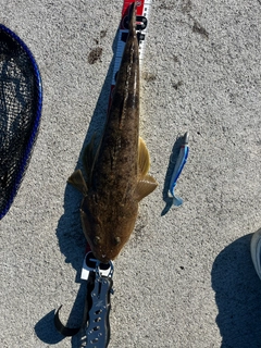 マゴチの釣果