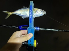 マアジの釣果