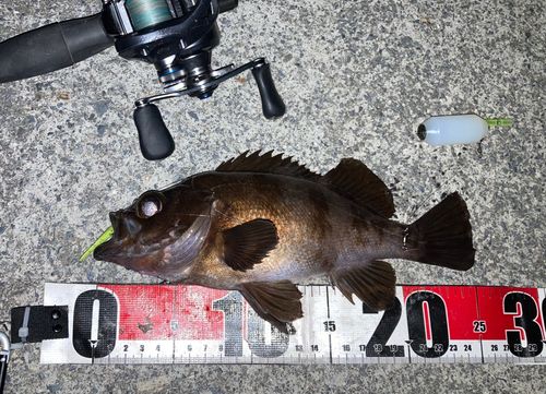 メバルの釣果