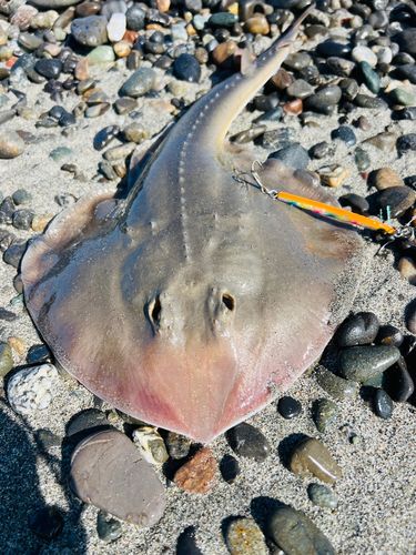ウチワザメの釣果