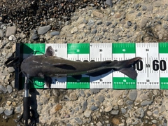 アメリカナマズの釣果