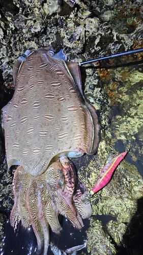 モンゴウイカの釣果