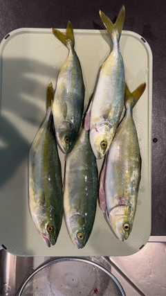 釣果