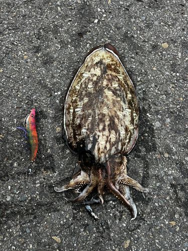モンゴウイカの釣果