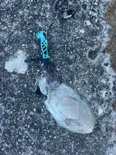コウイカの釣果