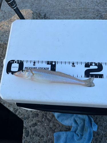 シロギスの釣果