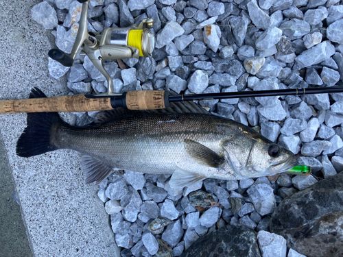 セイゴ（マルスズキ）の釣果