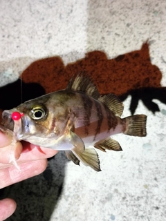 メバルの釣果