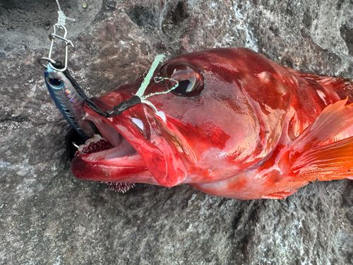 アカハタの釣果