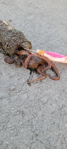 タコの釣果