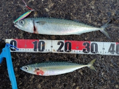 サバの釣果