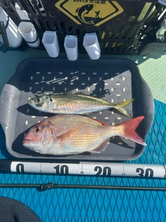 マダイの釣果