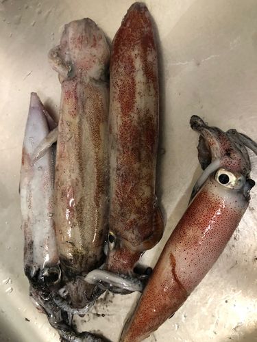 ケンサキイカの釣果