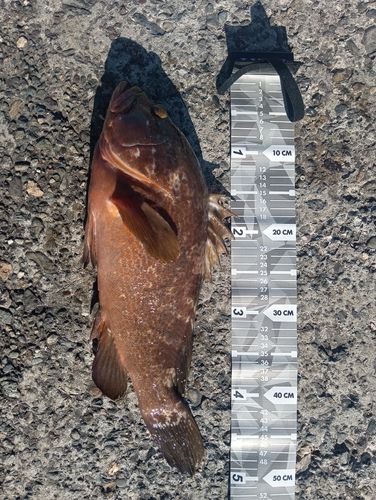 アコウの釣果
