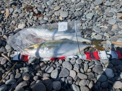 イナダの釣果