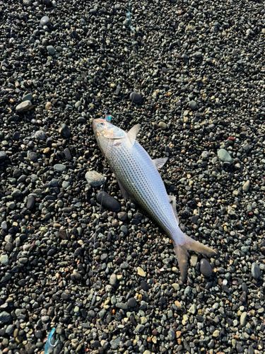 コノシロの釣果