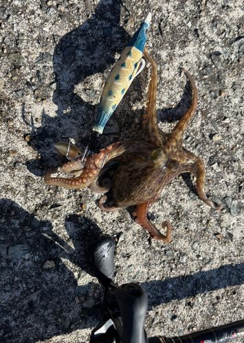 タコの釣果