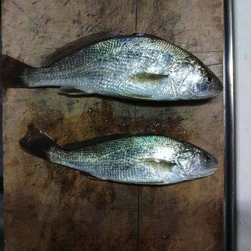 イシモチの釣果