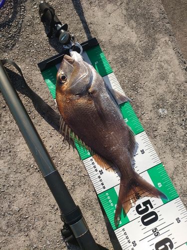 マダイの釣果