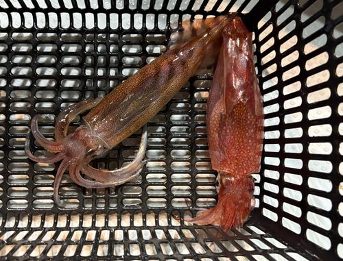 マイカの釣果