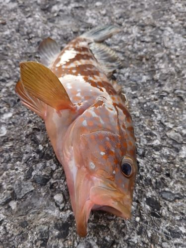 アコウの釣果