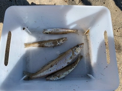 シロギスの釣果