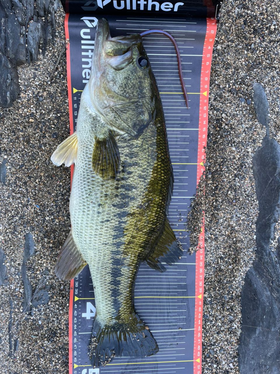 DAIWA 21ブレイゾン S67ML-2の最安値・インプレ・釣果 | 本音の口コミ