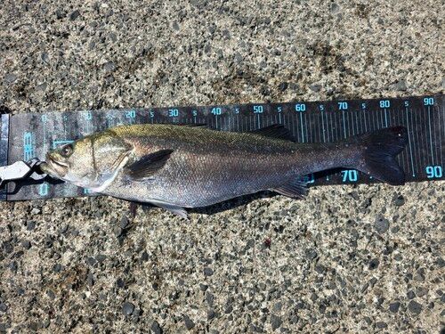 シーバスの釣果