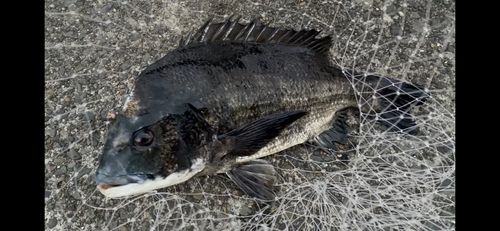 クロダイの釣果