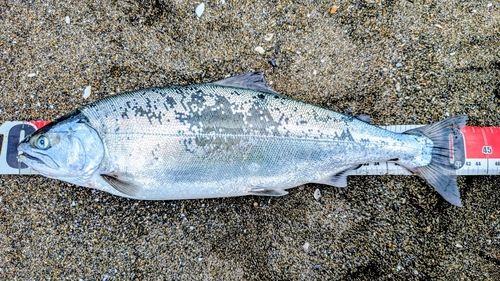 サクラマスの釣果