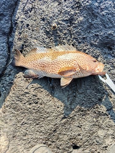 オオモンハタの釣果